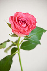 ピンクのばら
