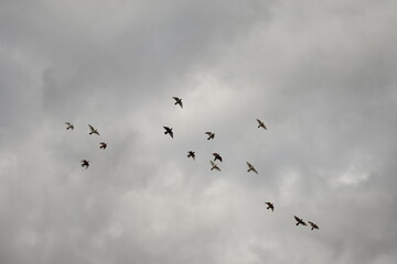 birds in flight