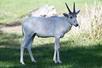 adolescent addax, white African screwhorn antelope, native to the Sahara desert