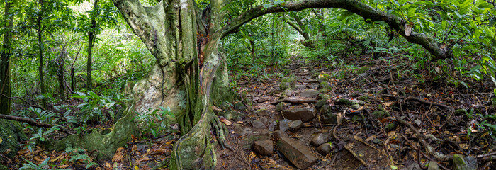 Large tree next to hiking trail in French Polynesian forest panorama 