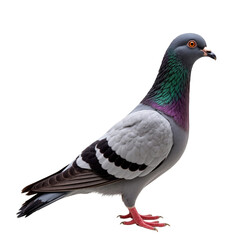 A Striking Adult Rock Pigeon (Columba livia) with Iridescent Plumage in Profile Pose Against a transparent background Highlighting Its Distinctive Features and Colors