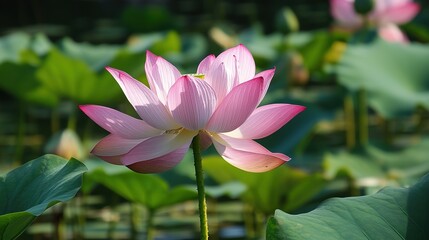 Obraz premium Lotus Flower in the Lake. Graceful and Serene Natural Beauty with Delicate Petals and Rich Green Leaves.