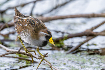 Sorry perched on a tree branch over a lake.