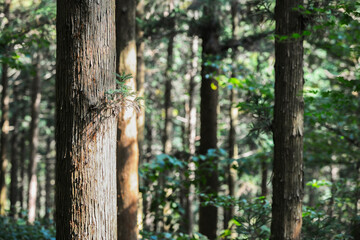 울창한 숲속에 있는 삼나무 군락지.