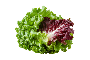 A head of red leaf lettuce split in half isolated on transparent background
