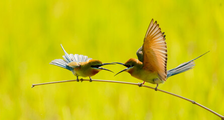 Colorful bee-eater hunts prey