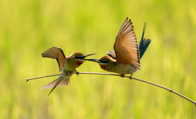 Colorful bee-eater hunts prey