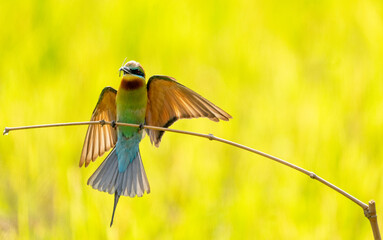 Colorful bee-eater hunts prey