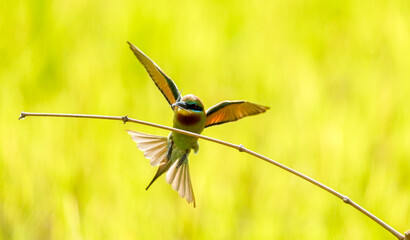 Bee-eater bird in hunting mode