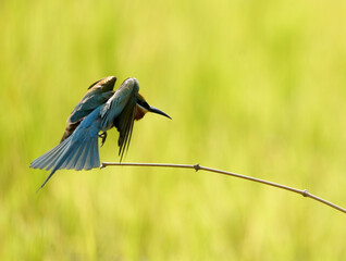Colorful bee-eater hunts prey