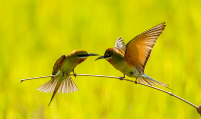 Colorful bee-eater hunts prey