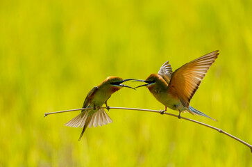 Bee-eater bird in hunting mode