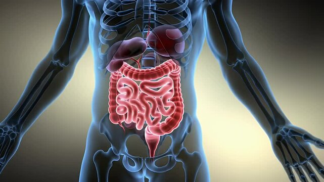 Detailed 3D Rendering of Human Large Intestine Anatomy