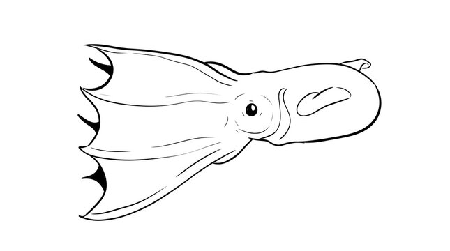 vampire squid digital illustration drawing isolated