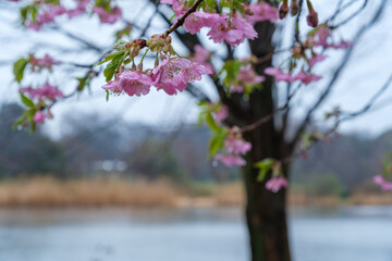岸辺の桜