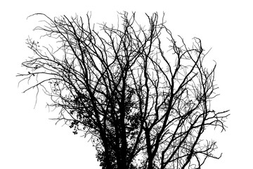 Black and white illustration of natural large old oak tree branch with leaves on white background