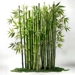 bambus, hojas, naturaleza, árbol, fábrica, vector, bosque, japón, hojas, sucursal, tropical, china