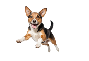 A happy jumping dog in the air isolated on transparent background