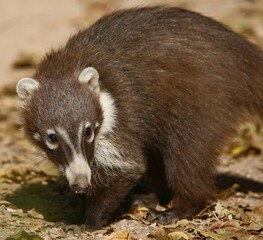 Coatimundi 