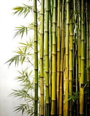 Obraz premium bambus, hojas, naturaleza, árbol, fábrica, vector, bosque, japón, hojas, sucursal, tropical, china