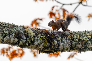 Squirrel walking along a tree trunk