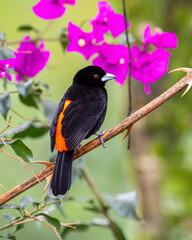 Black bird with red perched in a garden area. Species Flame-rumped Tanager, Ramphocelus flammigerus.