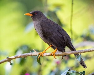 Portrait of a bird perched on a thorny branch in a garden. Species Great Thrush, Turdus fuscater