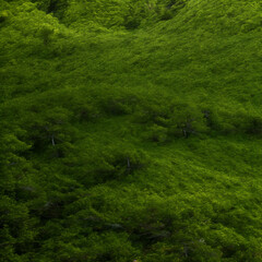green forest background