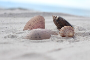 seashells on beach background beach waves sea ocean texture 