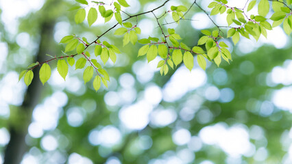 新緑　葉