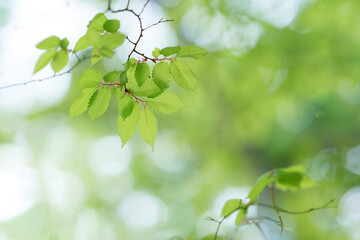 新緑　葉