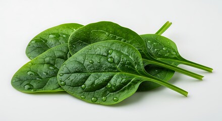 Fototapeta premium Vibrant green spinach leaves are displayed with refreshing water droplets in a close-up shot.