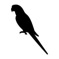 Striking silhouette of a perched parrot with a long tail feather