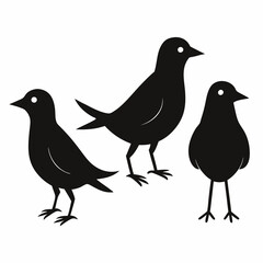 Obraz premium Set of Four Black Silhouette Birds