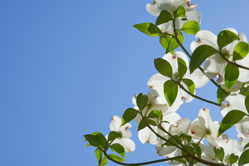 見上げた白色のハナミズキの向こうに広がる春の淡い青空