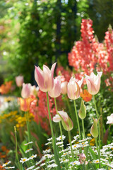 カラフルな花に彩られた春の花壇_縦画像