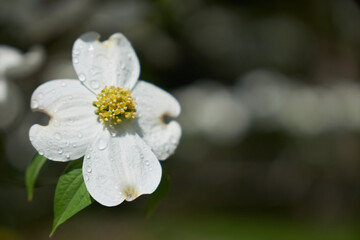 水滴の付いた白いハナミズキのクローズアップ