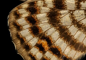 Close-up of a Butterfly Wing Intricate Patterns and Textures