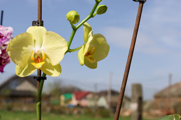A close-up shows a blooming yellow Phalaenopsis orchid against a blurred rural landscape with...