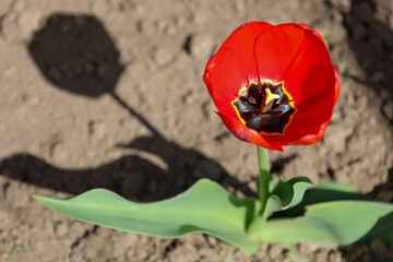 A bright red tulip, possibly of the Tulipa agenensis variety, has bloomed against a background of...