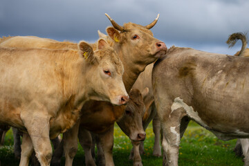 Cow on farm. Cow in fields. Cattle ranch. Spring mountain landscape with grazing cow. Herd of cows on a grassy meadow. Cattle in nature. Pastures with cow. Rural livestock.