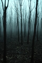 Obraz premium Eerie forest bare trees shrouded in mist dark ground