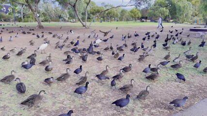 A large flock of waterfowl - Pacific black duck, Eurasian coot, dusky moorhen, white ibis and Crested Pigeon feeding on the grass spotted on Oaklands Wetland Reserve near adelaide, South Australia