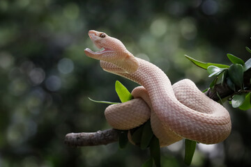 Trimeresurus purpureomaculatus on branch, Mangrove pit viper with defensive position on branch,...