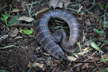 Acanthophis laevis (Smooth-scaled death adder) camouflaged on the ground waiting for its prey