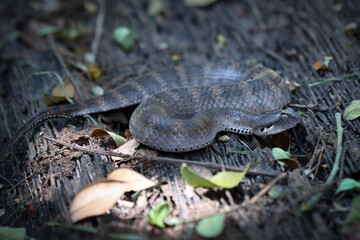 Acanthophis laevis (Smooth-scaled death adder) camouflaged on the ground waiting for its prey