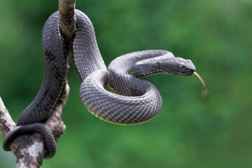 Trimeresurus purpureomaculatus on branch, Mangrove pit viper with defensive position on branch, Indonesian viper snake