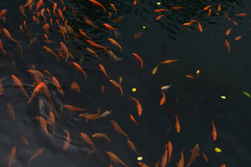 A large group of vibrant orange fish swim together in a dark pond, creating beautiful movement and