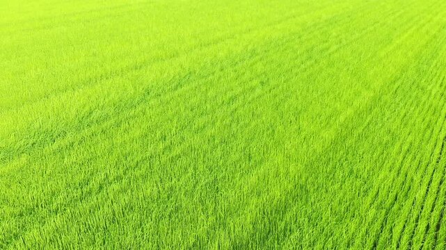 The flax fields are adorned with an intense green, in Europe, in France, in Normandy, in Seine Maritime, near Fecamp, in summer, on a sunny day.&nbsp;
