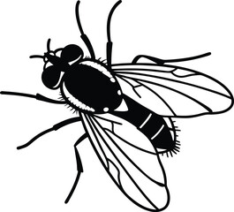 fly on white background
